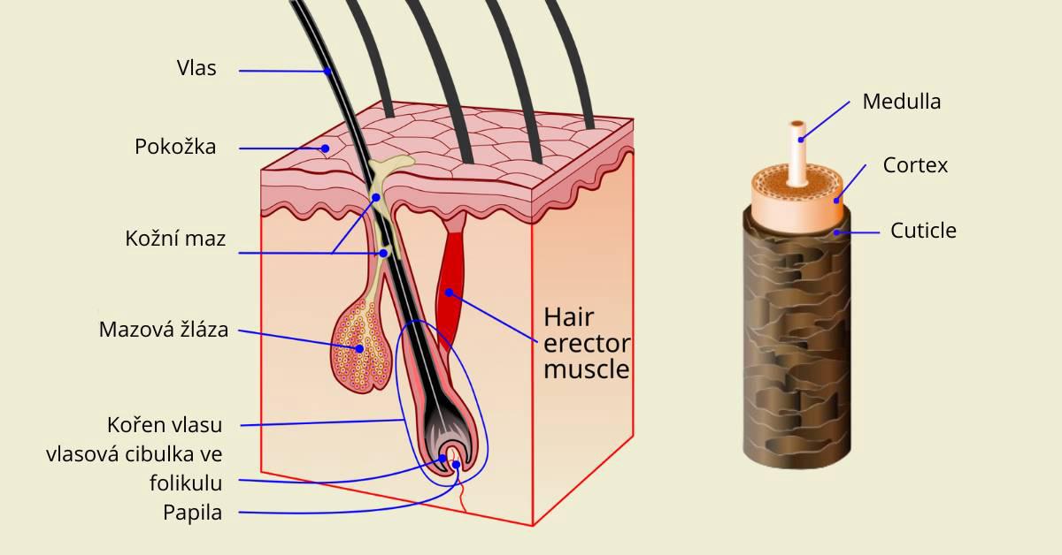 Ilustrace anatomie vlasu s popisem jednotlivých částí – vlasový stvol, kořínek, pokožka hlavy, mazová žláza, vlasová cibulka a papila, doplněná o příčný řez vlasu ukazující kutikulu, kortex a medulu.